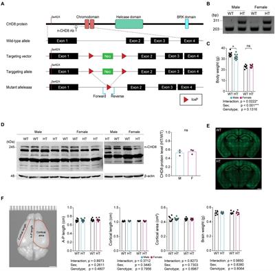 Age-differential sexual dimorphism in CHD8-S62X-mutant mouse behaviors
